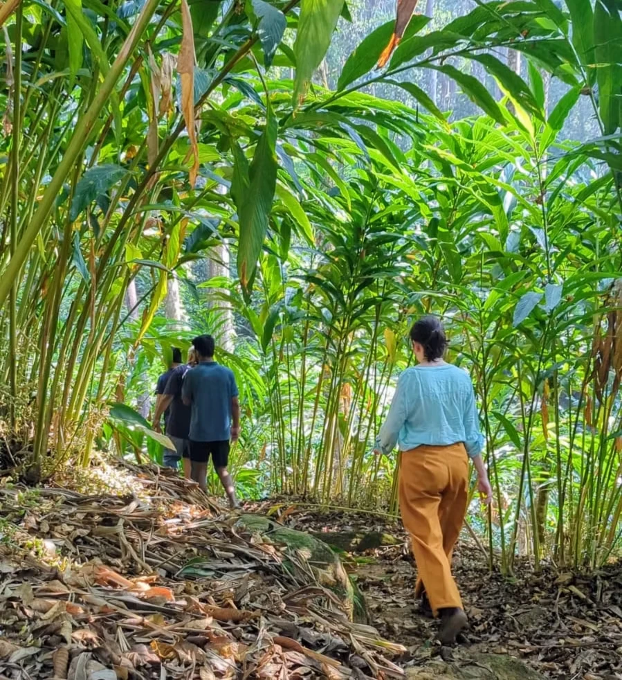 Soft Trekking Through the Cardamom Plantation