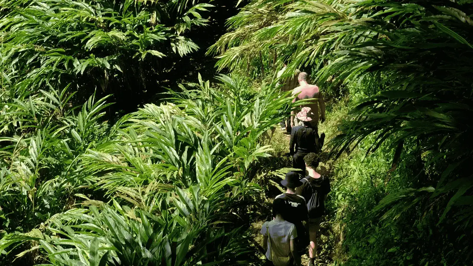 Guided Nature Walk in Munnar