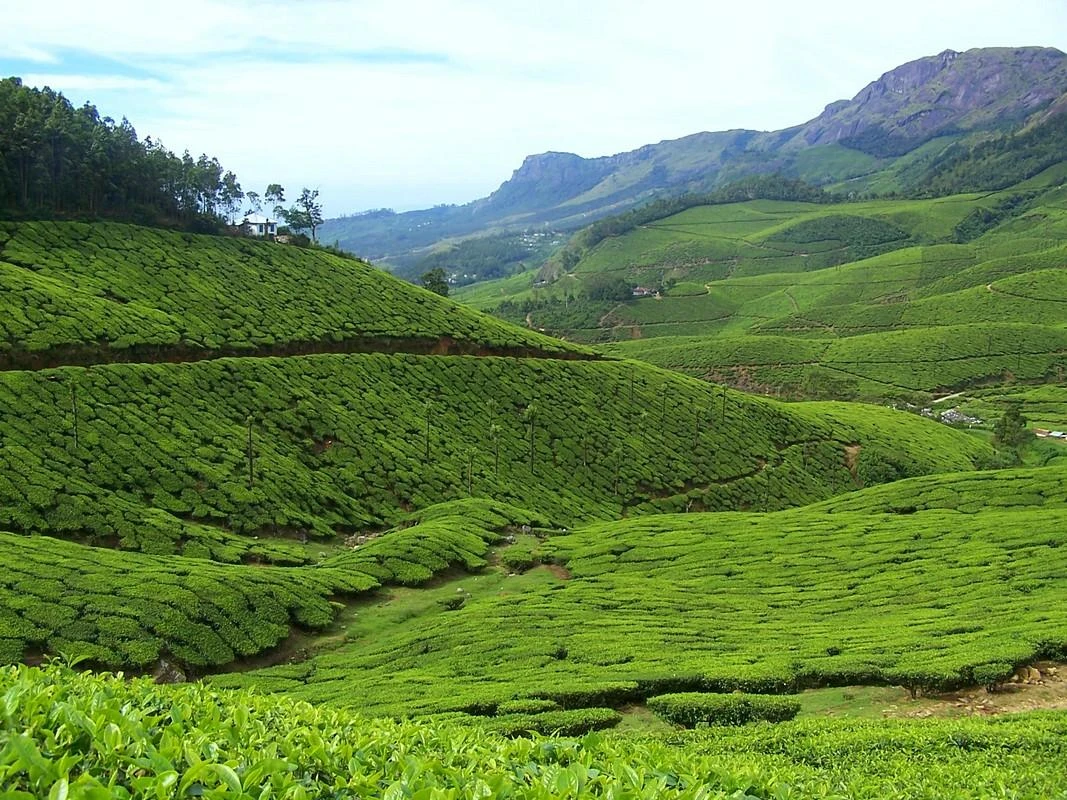 tea_plantation.webp