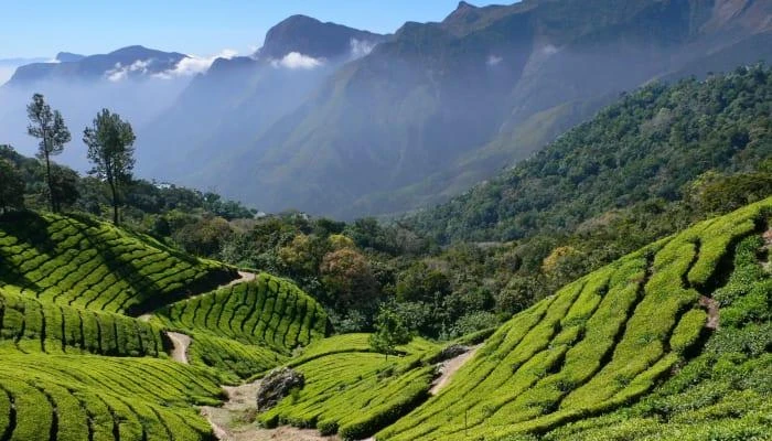 Lockhart Gap Munnar: Views, Route & Things to Know
