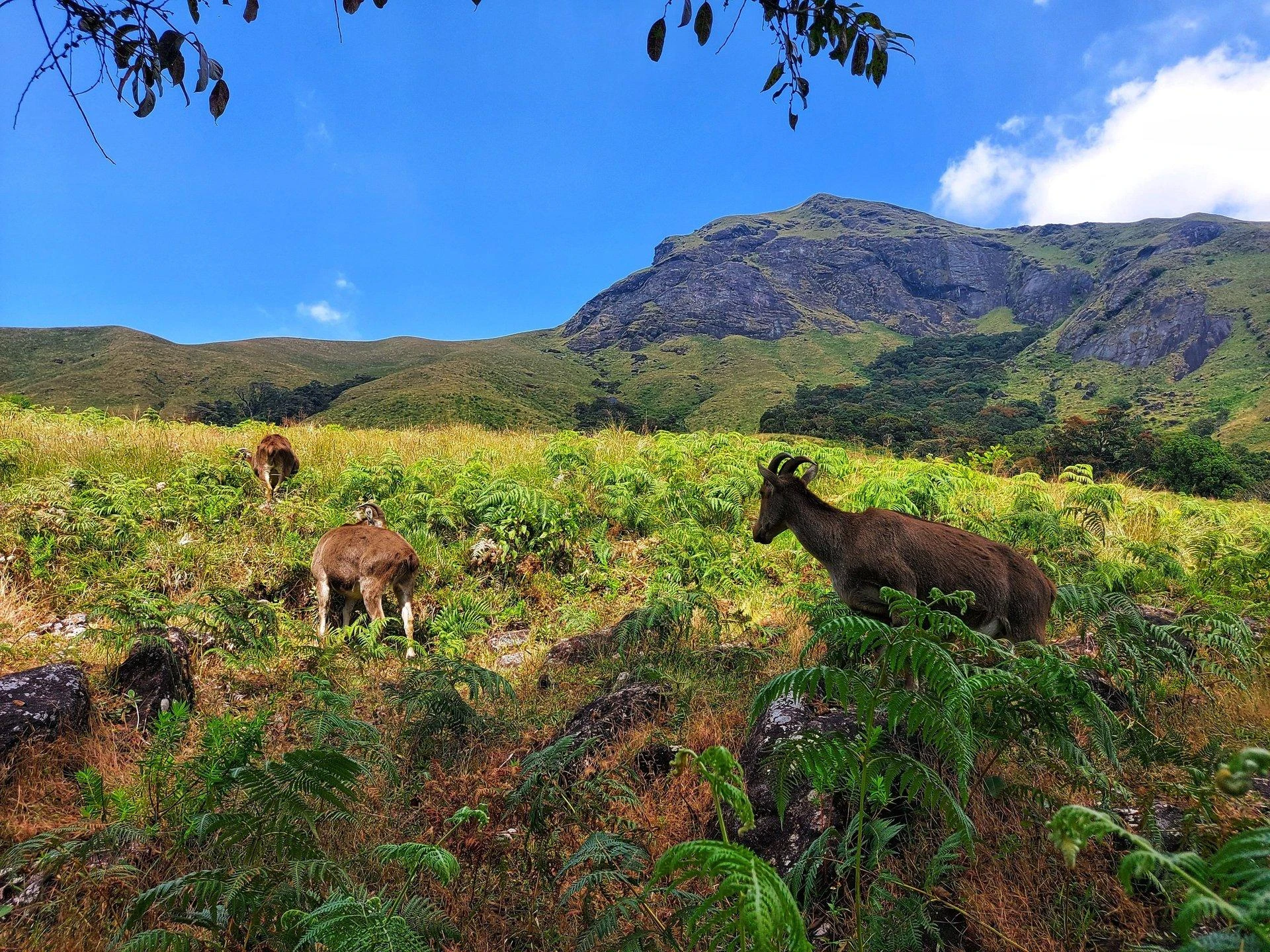 Eravikulam National Park Munnar